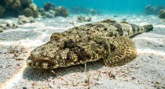 Плоскоголов (Platycephalus spp. / Platycephalidae) – морская жизнь