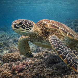 Зеленая черепаха (Chelonia mydas) – морская жизнь