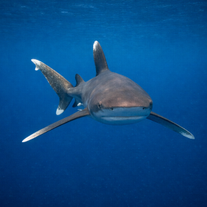 Океаническая белоперая акула (Carcharhinus longimanus) – морская жизнь