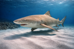 Лимонная акула (Negaprion brevirostris) – морская жизнь