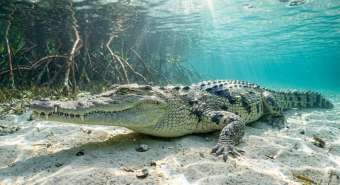 Американский соленоводный крокодил (Crocodylus acutus) – морская жизнь