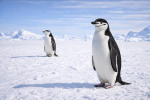 Антарктический пингвин (Pygoscelis antarcticus) – морская жизнь