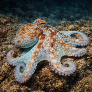 Карибский рифовый осьминог (Octopus briareus) – морская жизнь
