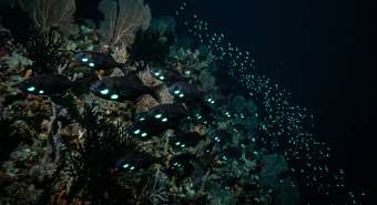 Рыба-фонарь (Anomalopidae (e.g. Anomalops katoptron, Photoblepharon palpebratum)) – морская жизнь