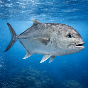 Гигантский каранкс (Caranx ignobilis) – морская жизнь