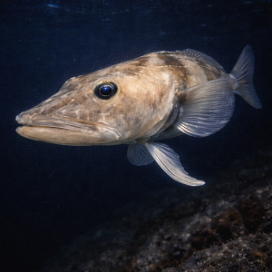 Антарктическая белокровка (Champsocephalus gunnari) – морская жизнь