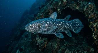 Латимерия (Latimeria chalumnae) – морская жизнь