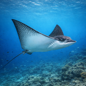 Орляковый скат (Aetobatus narinari) – морская жизнь