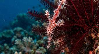 Трубкорыл-арлекин (Solenostomus paradoxus) – морская жизнь