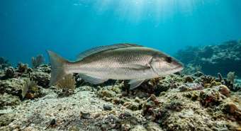 Бланкильо (Caulolatilus princeps) – морская жизнь