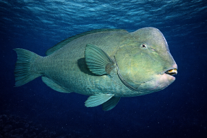 Горбатый попугай (Bolbometopon muricatum) – морская жизнь