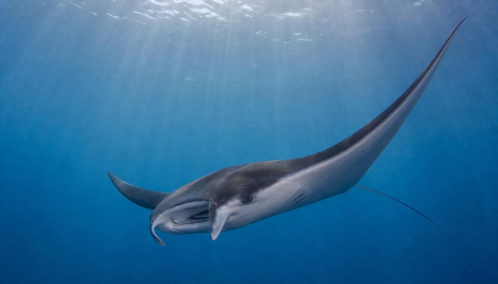 Raie Mobula (Mobula munkiana) – vie marine