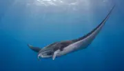 Mobula Ray (Mobula munkiana) underwater in Mexico — ray you can dive with on a liveaboard trip