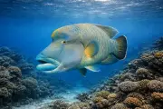 メガネモチノウオ (Cheilinus undulatus) – 海洋生物