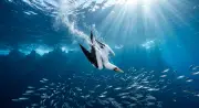 ナスカカツオドリ (Sula granti) – 海洋生物
