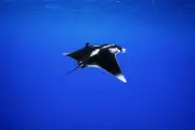 オニイトマキエイ (Mobula birostris) – 海洋生物