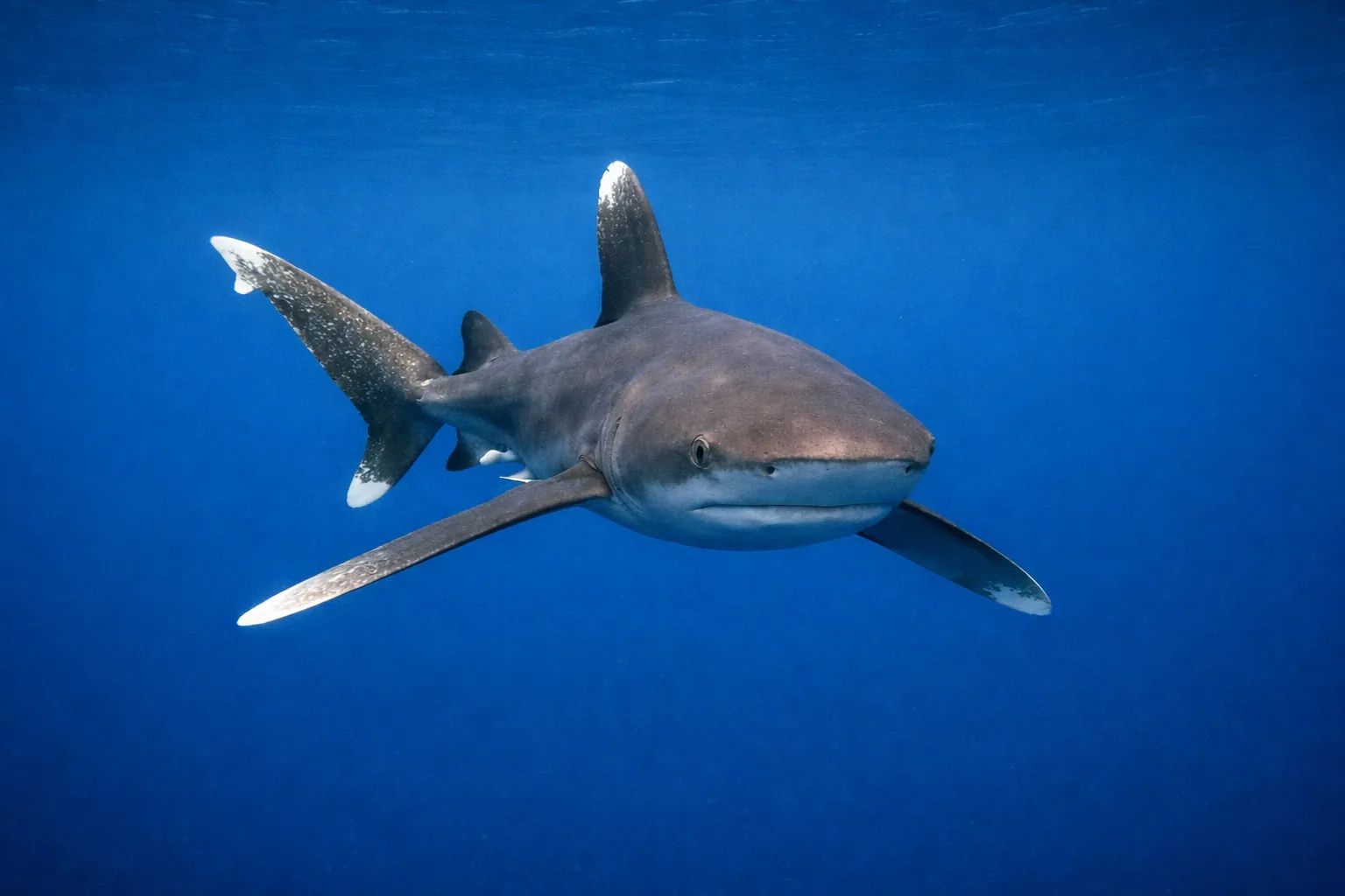 Whitetip Shark at the dive site Hanse Explorer