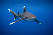 Tubarão-oceânico (Carcharhinus longimanus) – vida marinha