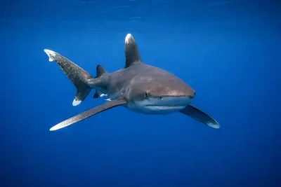Whitetip Shark at the dive site Hanse Explorer