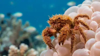 Orangutan crab at the dive site Bunaken Timur