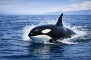 Orque (Orcinus orca) – vie marine