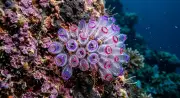Maalattu tunicate (Clavelina picta) – meren eläimistö