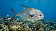 Palometa (Trachinotus falcatus) – vida marina