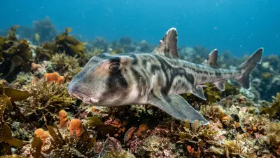 Port Jackson Shark at the dive site Sutherland Point