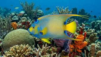 Королевская рыба-ангел (Holacanthus ciliaris) – морская жизнь