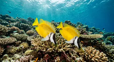 Rabbitfish at the dive site King Cruiser Wreck