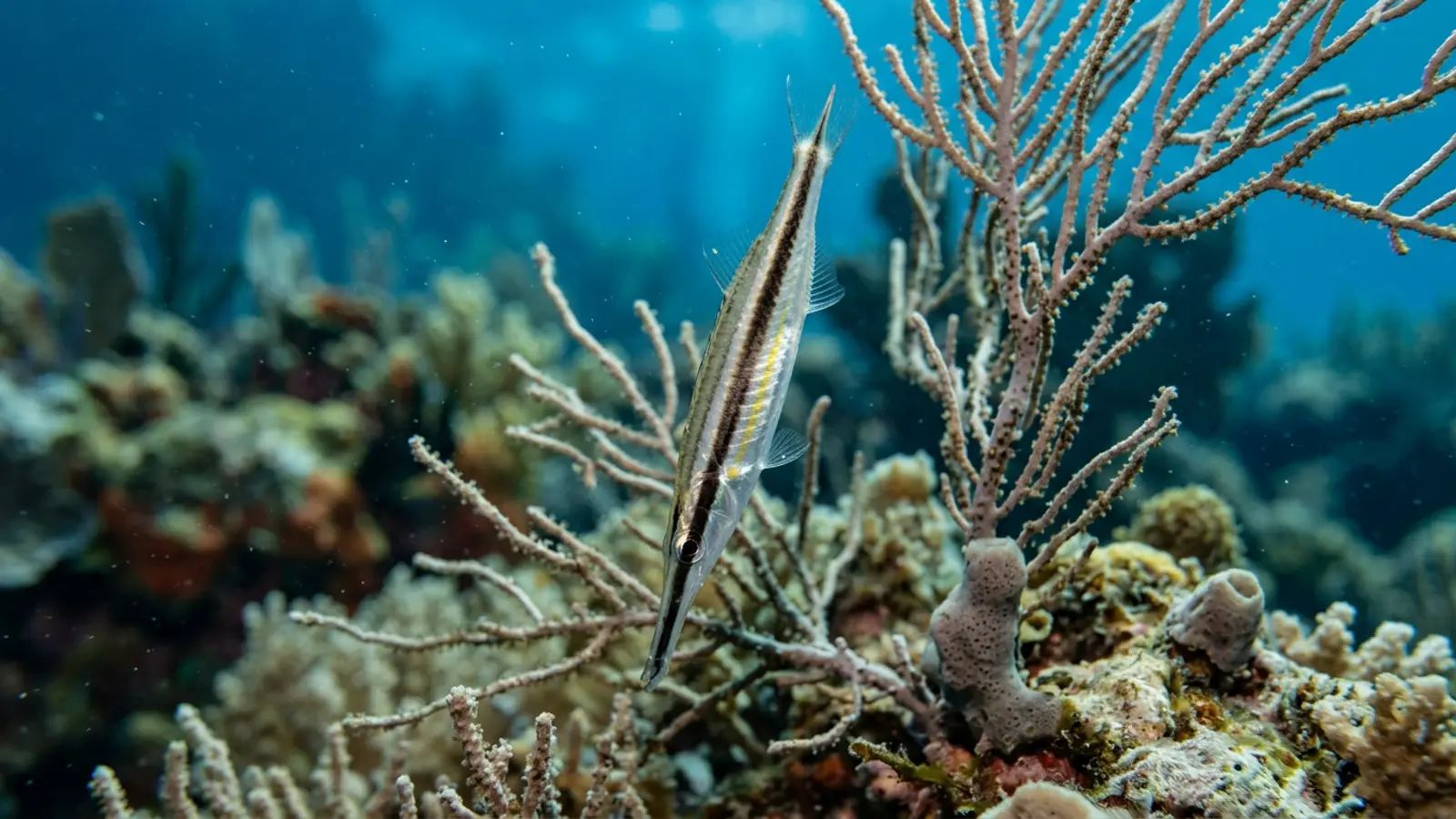 Peixe-Lâmina (Aeoliscus strigatus) – vida marinha