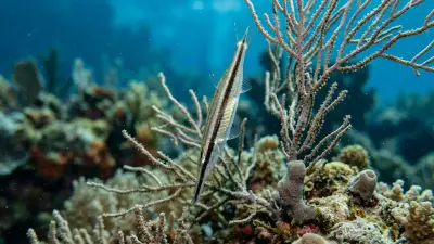 Razorfish at the dive site Susan's Reef