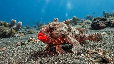 Red-lipped batfish at the dive site Cape Douglas - Fernandina