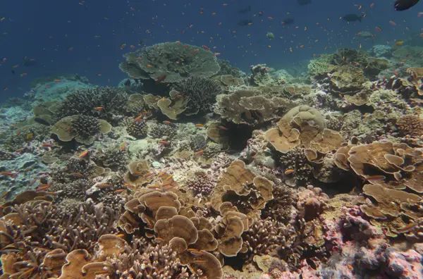 Reef fish