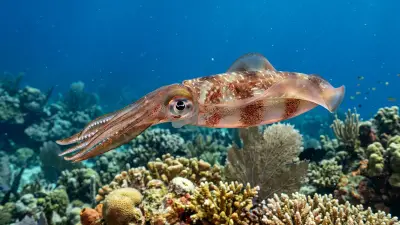 Striped Pyjama Squid at the dive site Edithburgh Jetty
