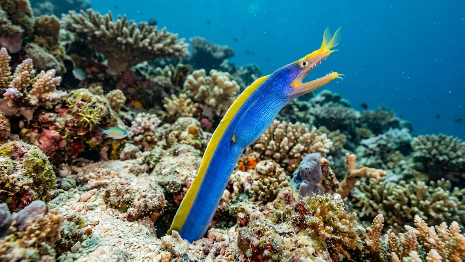 Ribbon eel at the dive site Christmas Point