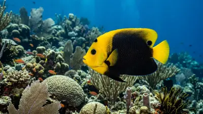Rock Beauty at the dive site Angelfish Reef
