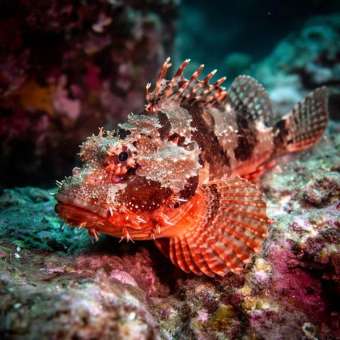 Скорпена (Scorpionfish) (Scorpaenidae) – морская жизнь