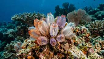 Морская брызгалка (Ascidiacea) – морская жизнь