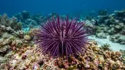 Tengerisün (Echinoidea) – tengeri élővilág