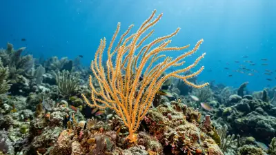 Red sea whips at the dive site Deacon's Reef