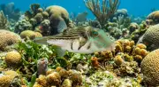 Spissneset Kulefisk (Canthigaster rostrata) – marint liv