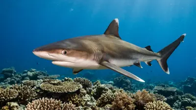 Silvertip shark at the dive site Osprey Reef - Admiralty Anchor