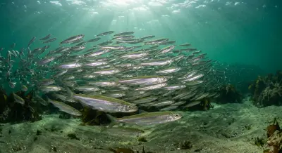 Smelt at the dive site Sarıyarlar Bay