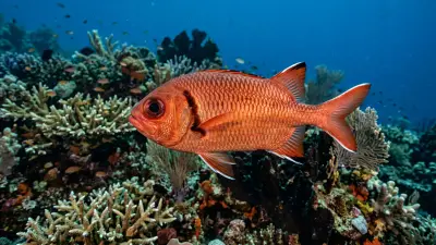 Soldierfish at the dive site Chandelier Cave