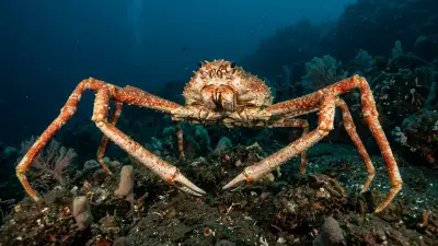 Spider Crab at the dive site Victoria Tunnels