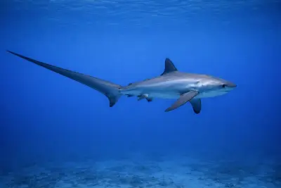 Thresher Sharks at the dive site Andy’s Bus Stop