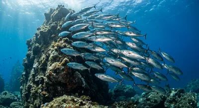 Bonito