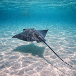 Stingray