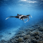 Manta-de-recife